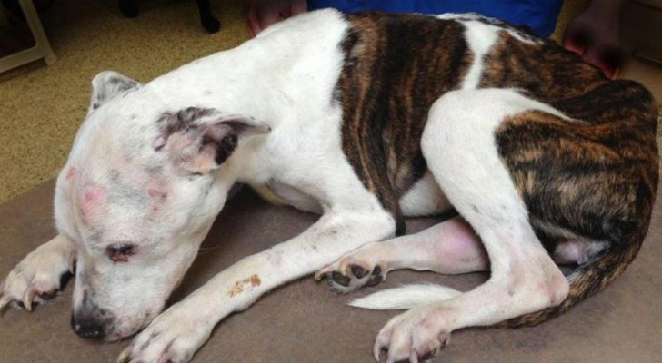 Han torterade sin hund till döds: domen gav honom ett straff som kommer att gå till historien