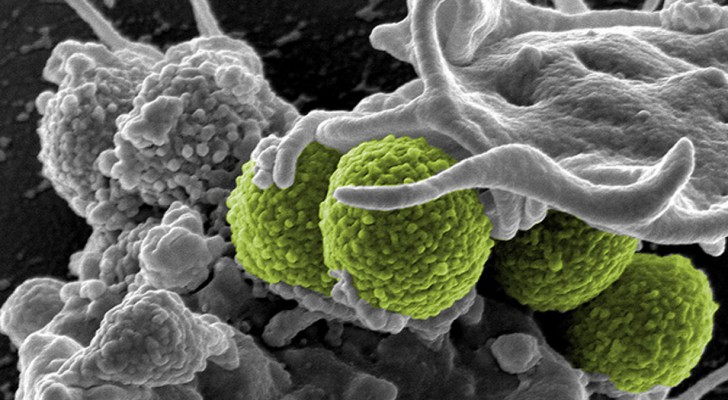 Il gene che permette ai batteri di resistere agli antibiotici si è diffuso in tutto il mondo: ora sappiamo dove si è originato