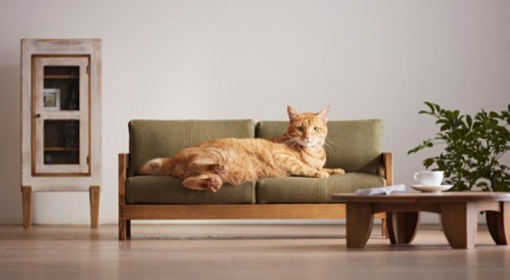 Alcuni fabbricanti di mobili tradizionali giapponesi creano letti e divani fatti su misura per gatti