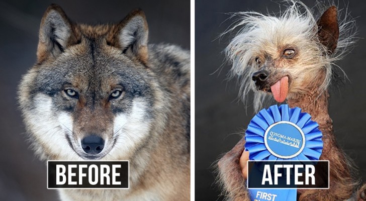These fake " before/after" images are so ingenious that they'll definitely make you laugh