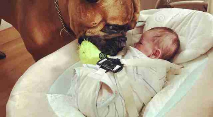 The way this dog takes care of his little human will fill your heart with tenderness ...