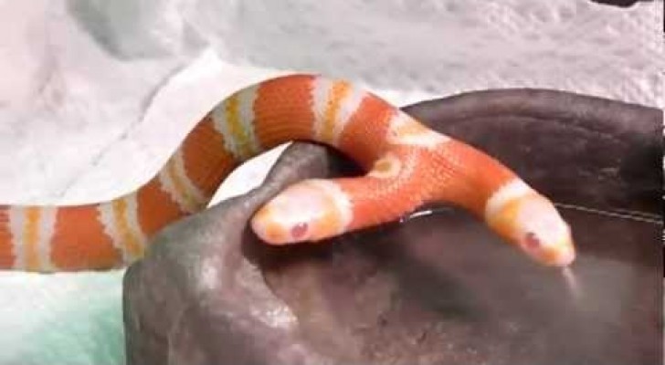 La serpiente con dos cabezas