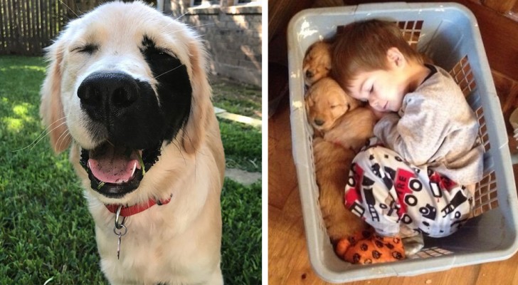 26 times when Golden Retrievers proved to be the best dogs ever!