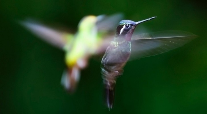 Hoe kunnen vogels zich oriënteren wanneer zij migreren? Twee onderzoeken laten zien hoe