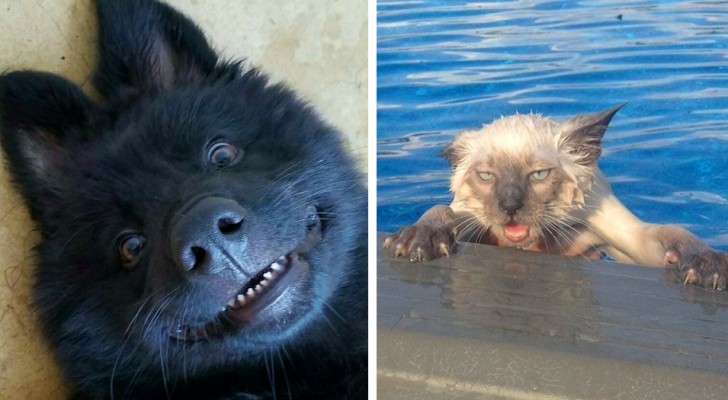 23 fotos divertidas que demuestran que los animales no son otra cosa que humanos con la piel encima