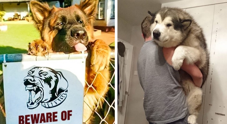 20 photos that show that some dogs want to remain eternally young like Peter Pan!