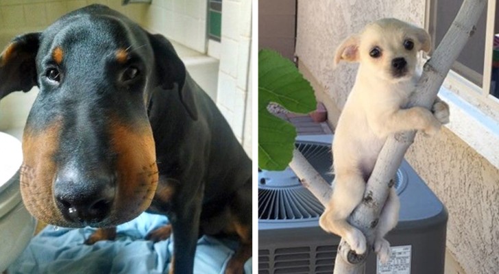 27 dogs who suddenly realize they have made a bad decision ...