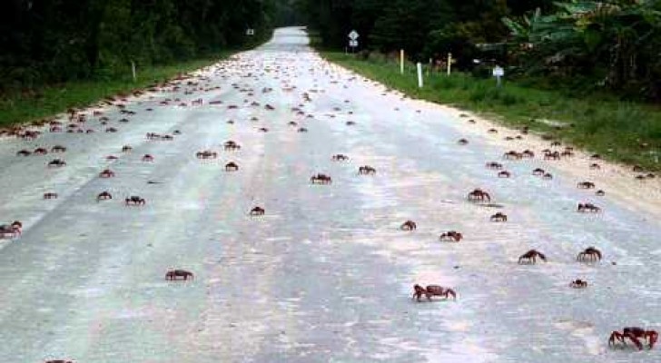 Thousands of red crabs crossing the road on Christmas island !