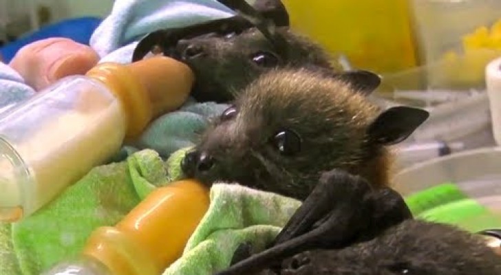 Acudem pequenos morcegos órfãos