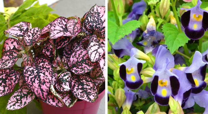 10 plants that will grow and flourish even in the darkest corner of your house