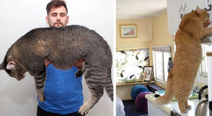 18 pessoas que decidiram adotar um gatinho e acabaram com um tigre dentro de casa