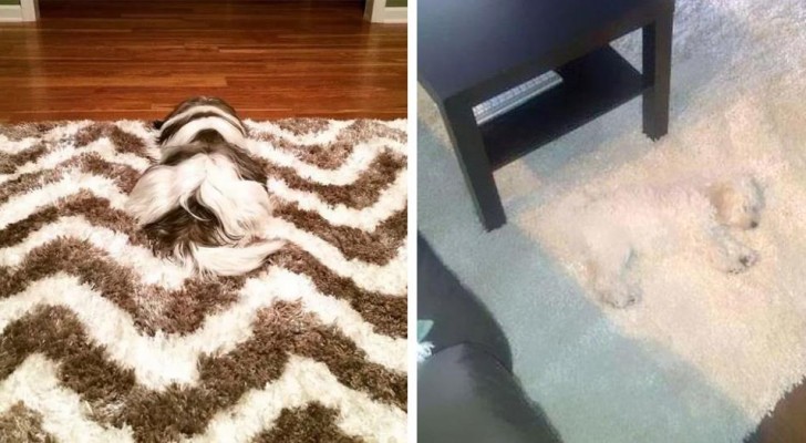 18 images that have dogs as protagonists, even if at first glance you would not think so!