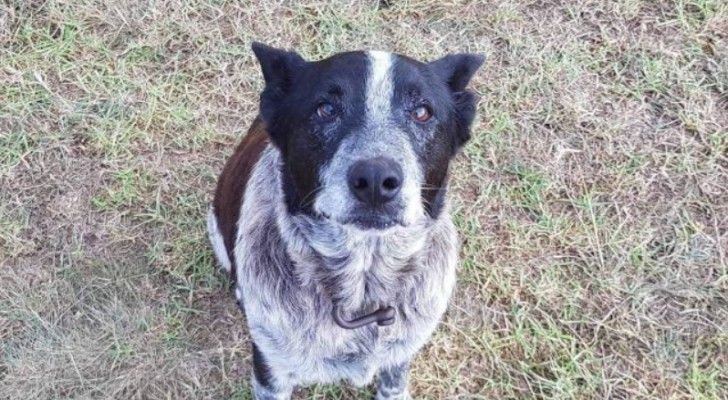 Een meisje van 3 jaar verdwaalt in het bos: haar hond blijft de hele nacht bij haar, en "roept" dan om hulp