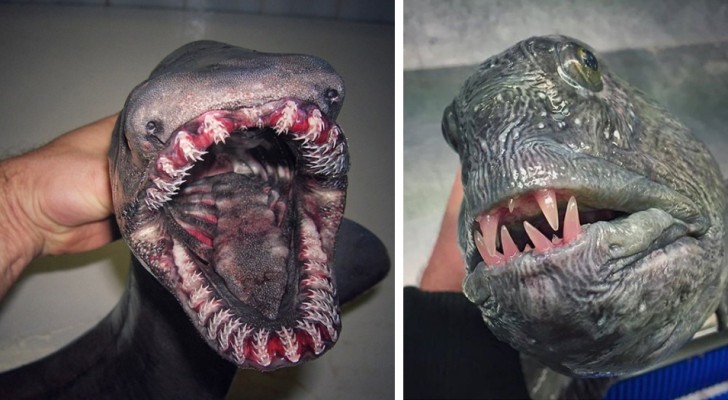 This fisherman photographs the strangest creatures he finds in his fishing nets and the result looks like a horror movie!