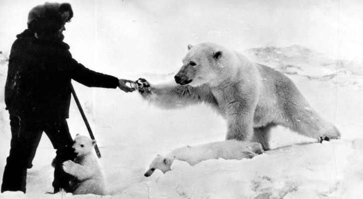 Histoire d'un homme qui a sauvé un ours polaire orphelin et qui a instauré une amitié unique avec lui