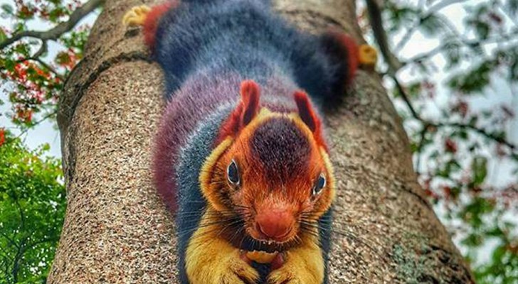 Questo gigantesco scoiattolo dal manto colorato è quasi troppo bello per essere reale
