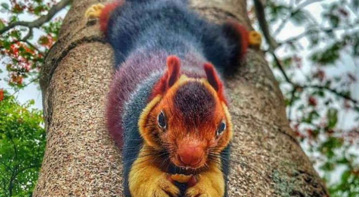 This giant multicolored squirrel is almost too beautiful to be real