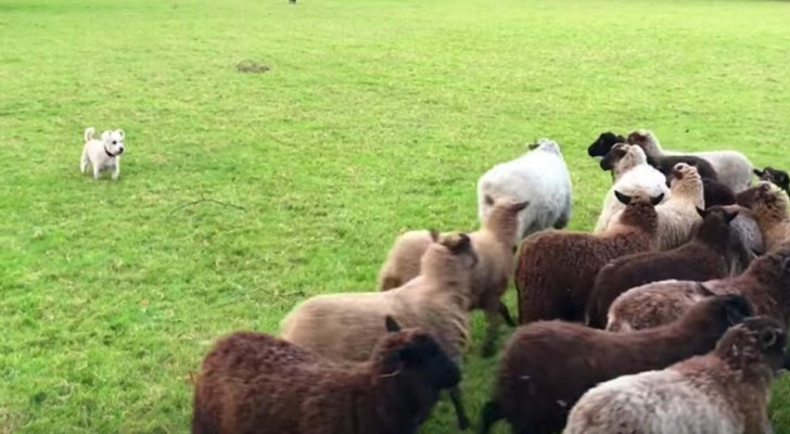 Este cachorrinho queria intimidar as ovelhas, mas no fim foram elas a correrem atrás dele