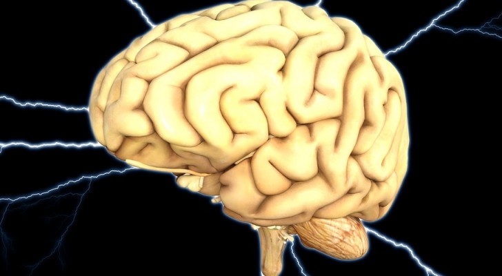 Per la prima volta gli scienziati sono riusciti a mantenere in vita un cervello al di fuori del corpo