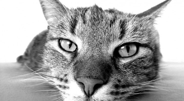 10 benefici scientificamente provati che si ottengono vivendo con un gatto