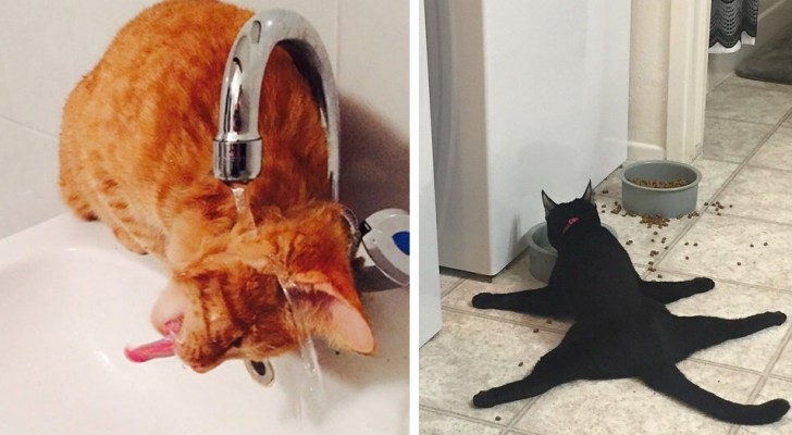 18 cats that are so full of nonsense ... that it is impossible to keep from laughing!