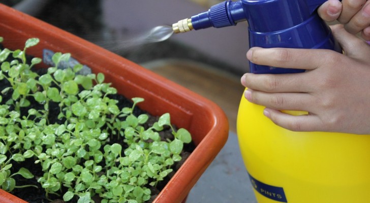 An ecological insecticide based on garlic that protects plants from aphids --- here's how to prepare it.