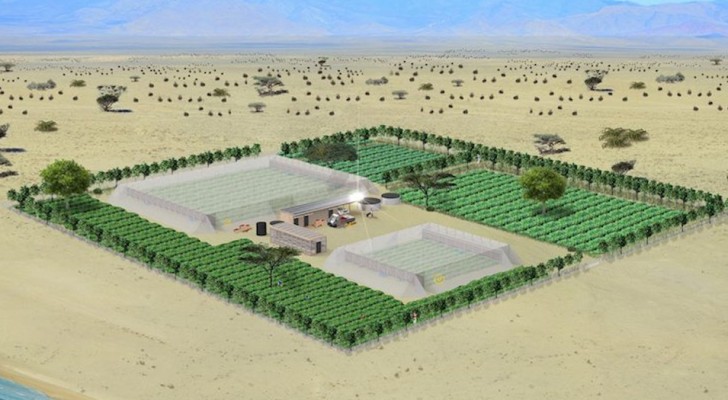 Coltivare nel deserto senza bisogno di acqua: le rivoluzionarie serre di Charlie Paton