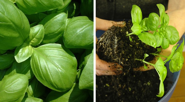 As 11 propriedade benéficas do manjericão e como cultivá-lo em casa