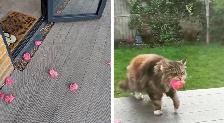 Elle trouve tous les jours des fleurs à sa porte : c'est le voisin que nous aimerions tous avoir.