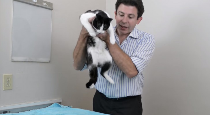 Een expert laat ons de juiste manier zien hoe je een kat vast moet pakken - en dat is niet de meest gebruikelijke manier!