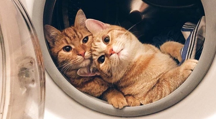 Some photos of cats so funny that they will convince you to immediately adopt one