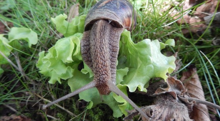 Um homem nos mostra um método simples e econômico para eliminar os caracóis do jardim sem pesticidas