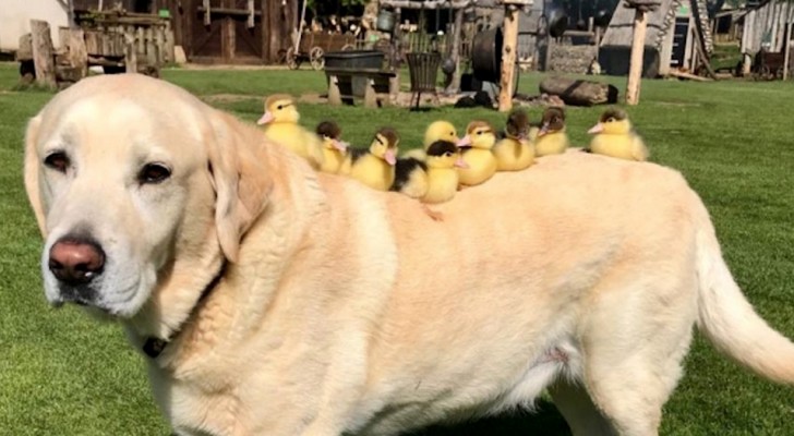 Een Labrador adopteert 9 achtergelaten eendjes: hun foto's zijn geweldig!