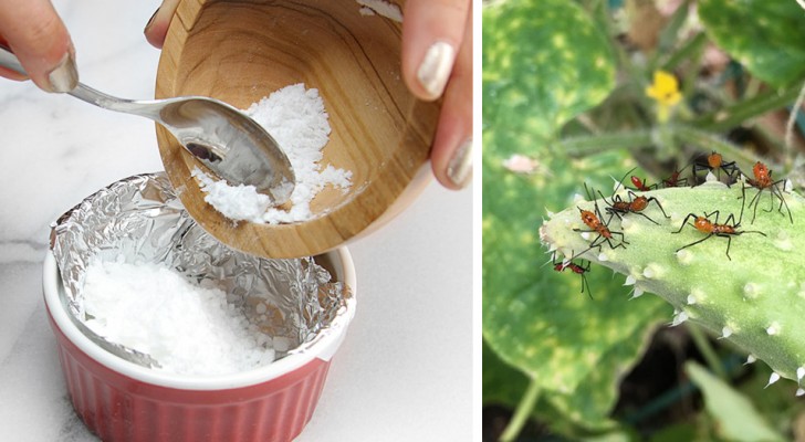 Dile adios a los productos quimicos para plantas y flores: aqui 13 situaciones en donde puedes usar el bicarbonato