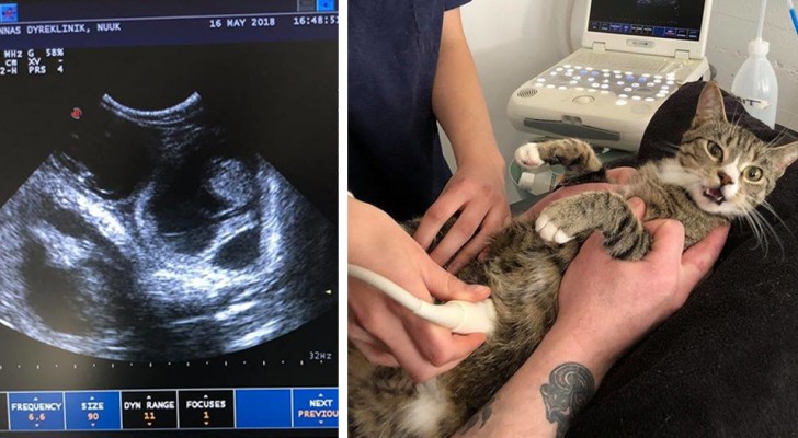 The wonderful reaction of a cat at the precise moment in which she discovers she is pregnant!