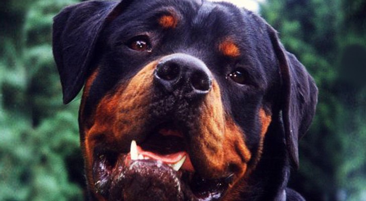 A Rottweiler stood guard over an abandoned newborn baby for an entire night and saved his life