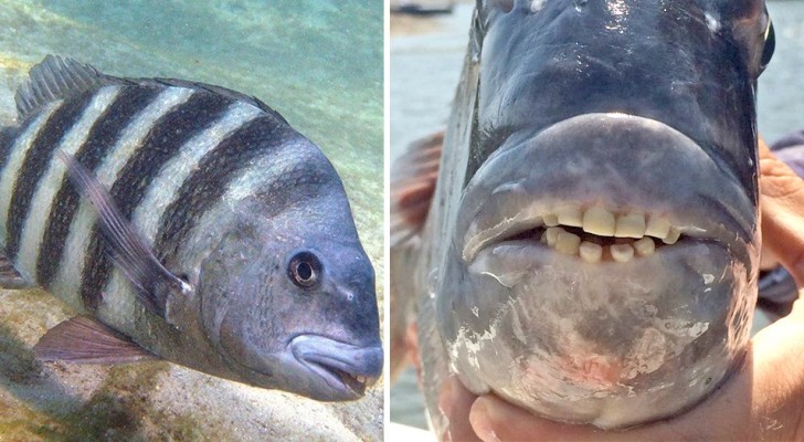 This fish has caught everyone's attention --- just look at its mouth to understand why!