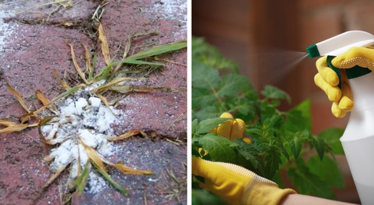 9 natuurlijke herbiciden die je thuis kunt bereiden om onkruid te verwijderen en de bloemen te beschermen