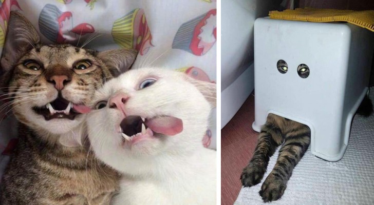 24 Bilder von Katzen bei denen man nicht ernst bleiben kann
