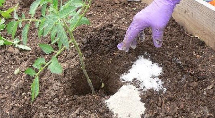 Sale de Epsom: todos los beneficios de este ingrediente utilisimo...en casa y en el jardin!