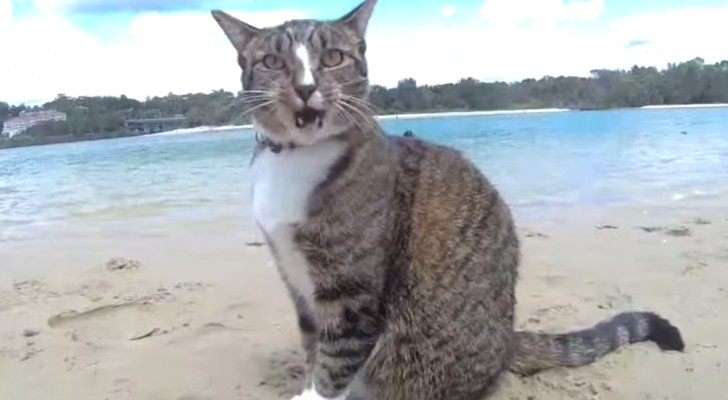 Perros y gatos gozan el mar en Australia