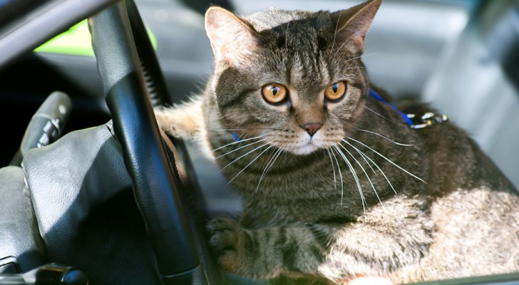 Scendono all'autogrill e lasciano il gatto in macchina: lui chiude le portiere e li lascia fuori