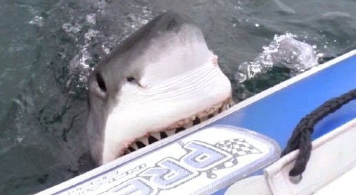 Un grande squalo bianco attacca un gommone