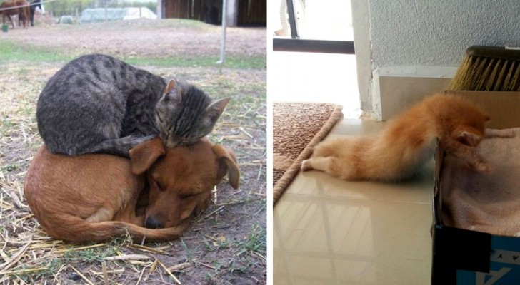 30 hilarische foto's die je zullen overtuigen dat katten OVERAL kunnen slapen