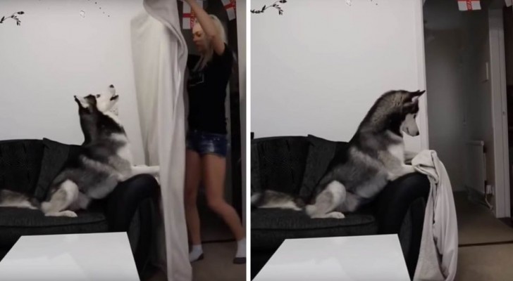 His owner "disappears" in front of his eyes and the Husky dog's reaction will make you die from laughter!