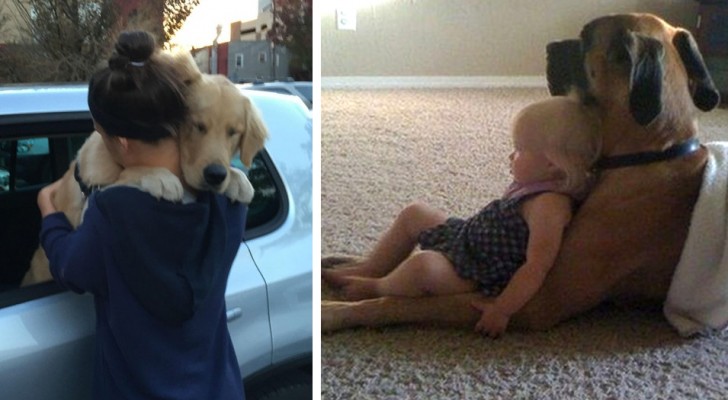  les chiens nous apprennent chaque jour ce que signifie aimer sans condition : voici 17 photos irrésistibles.