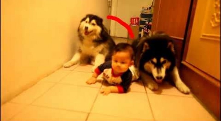 Beautiful Huskies mimic the baby