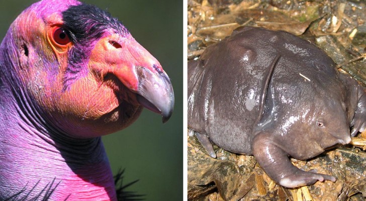 21 very rare animals whose existence you were certainly not aware of 