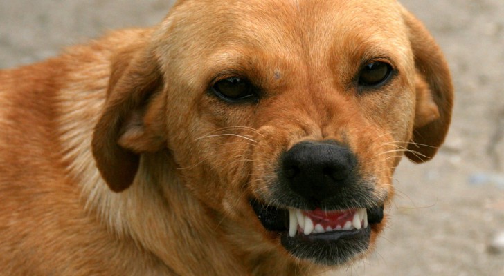 I cani possono riconoscere una persona "cattiva" e cercano di proteggere il loro umano, suggerisce una ricerca scientifica