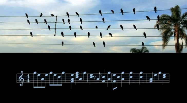 Een muzikant zet vogels die op kabels zitten om in bladmuziek en de melodie die eruit voortkomt is betoverend mooi